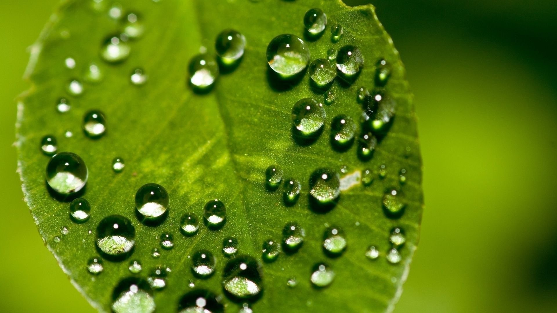 Close-up of a vibrant green leaf with glistening raindrops, showcasing the beauty of nature after a refreshing rain
