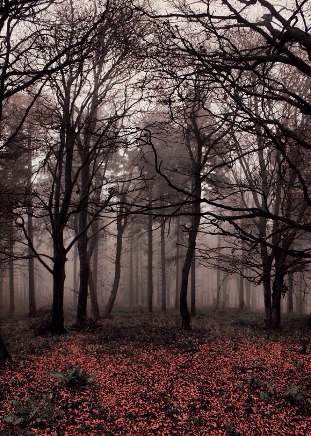 Free download Creepy Trees iPhone Wallpaper iPhone 5 wallpaper Pinterest  640x898 for your Desktop Mobile  Tablet  Explore 50 Scary Wallpaper  for iPhone  Scary Wallpaper Scary Backgrounds Scary Wallpapers For  Desktop