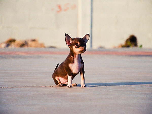 Crazy Pictures Cute Chihuahuas Pics