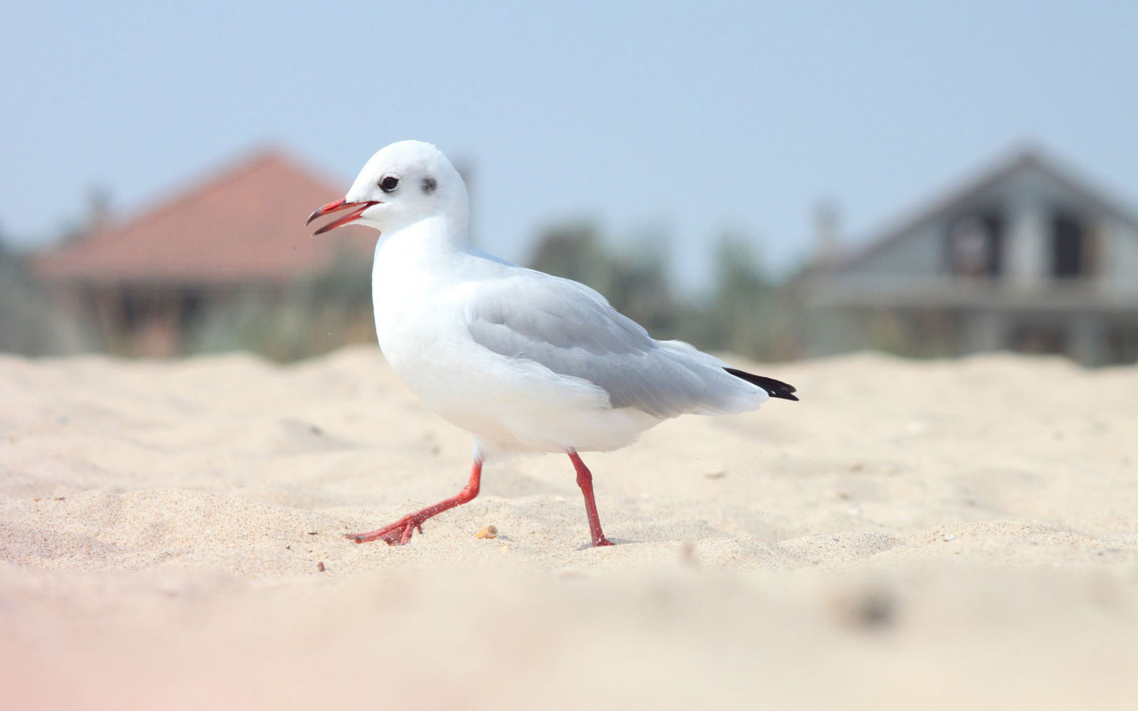Tag Seagull Bird Wallpaper Background Photos Imageand Pictures