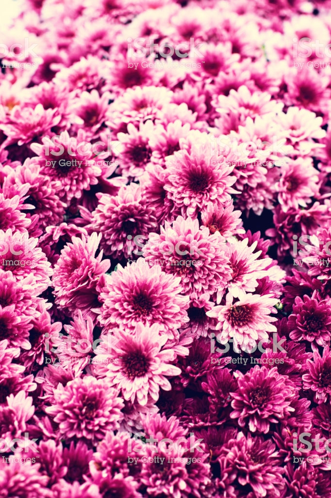 Flowers Chrysanthemum Wallpaper