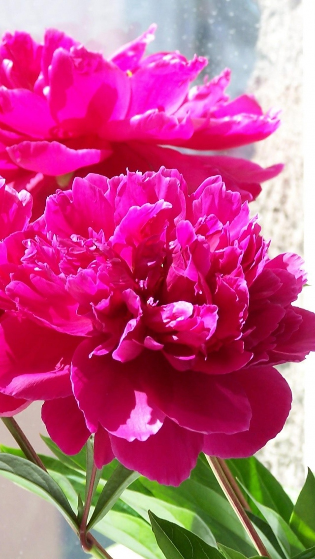 Wallpaper 640x1136 peonies flowers bouquet box spring iPhone 5S