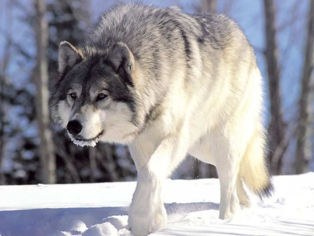 Beautiful Wallpaper Wolf