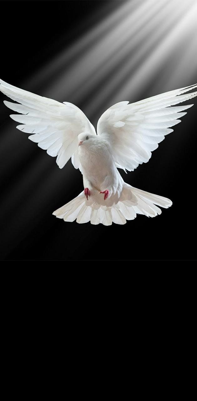 White Dove Wallpaper