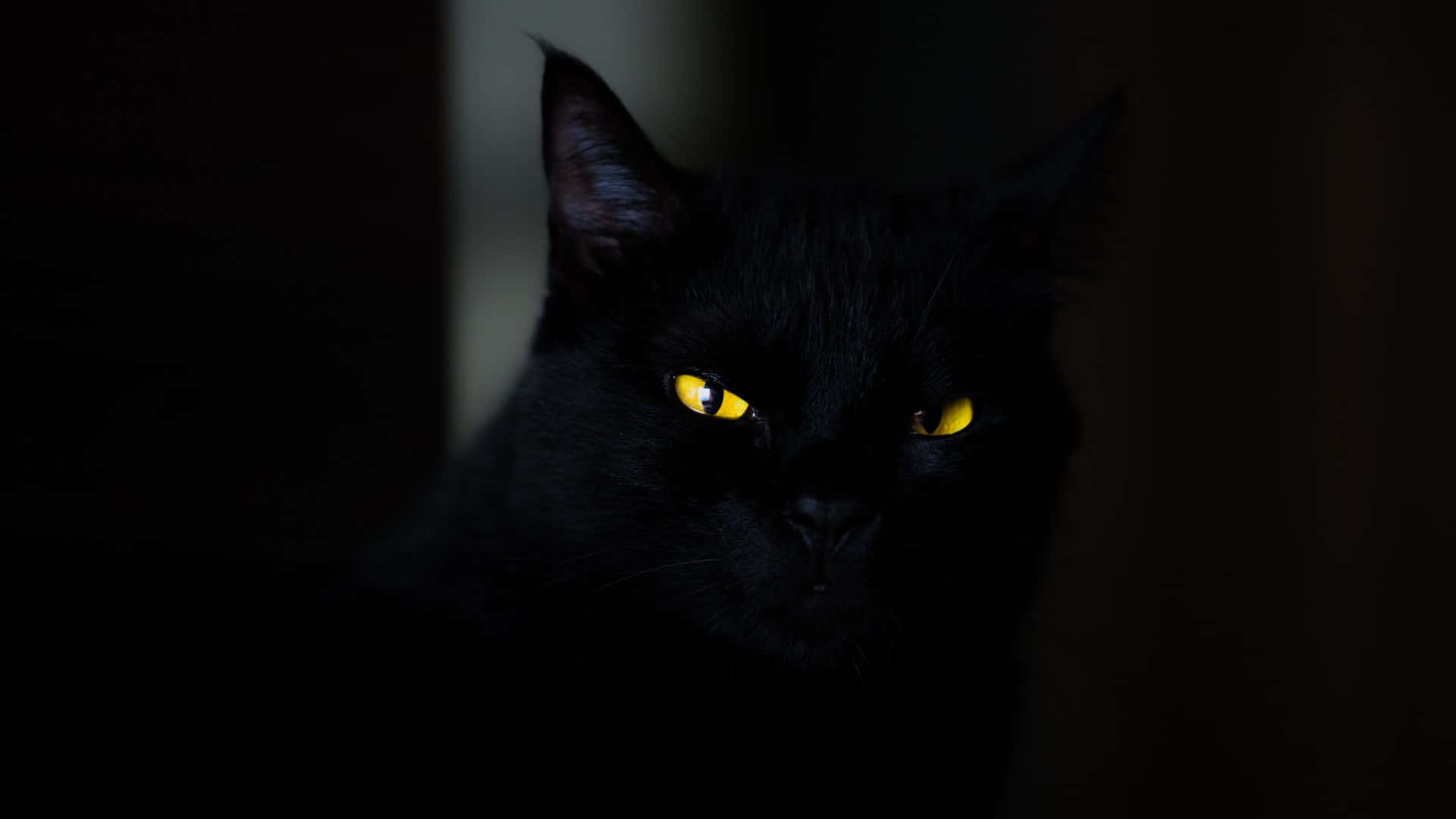 Dark Animals Wallpaper