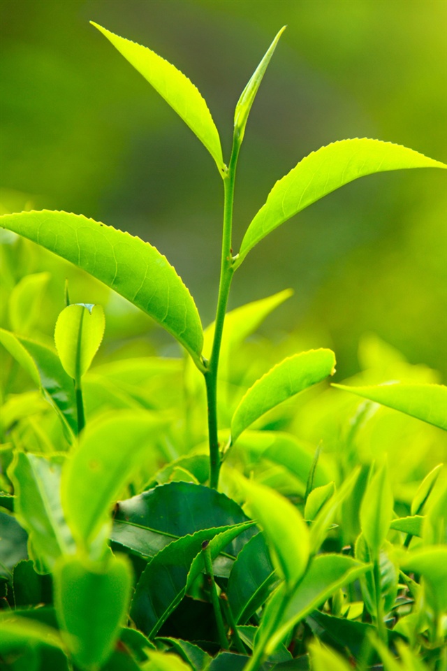 Green Tea Leaves In Spring iPhone Wallpaper 4s