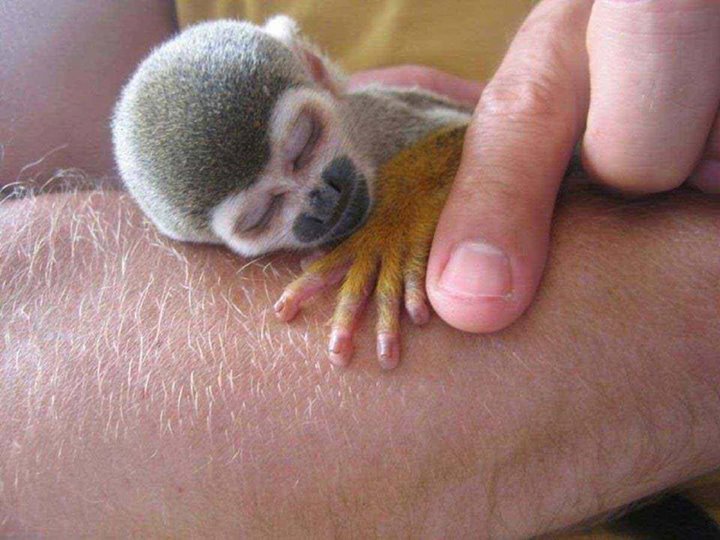 World Smallest Monkey Cute Baby Finger Monkeys Pictures
