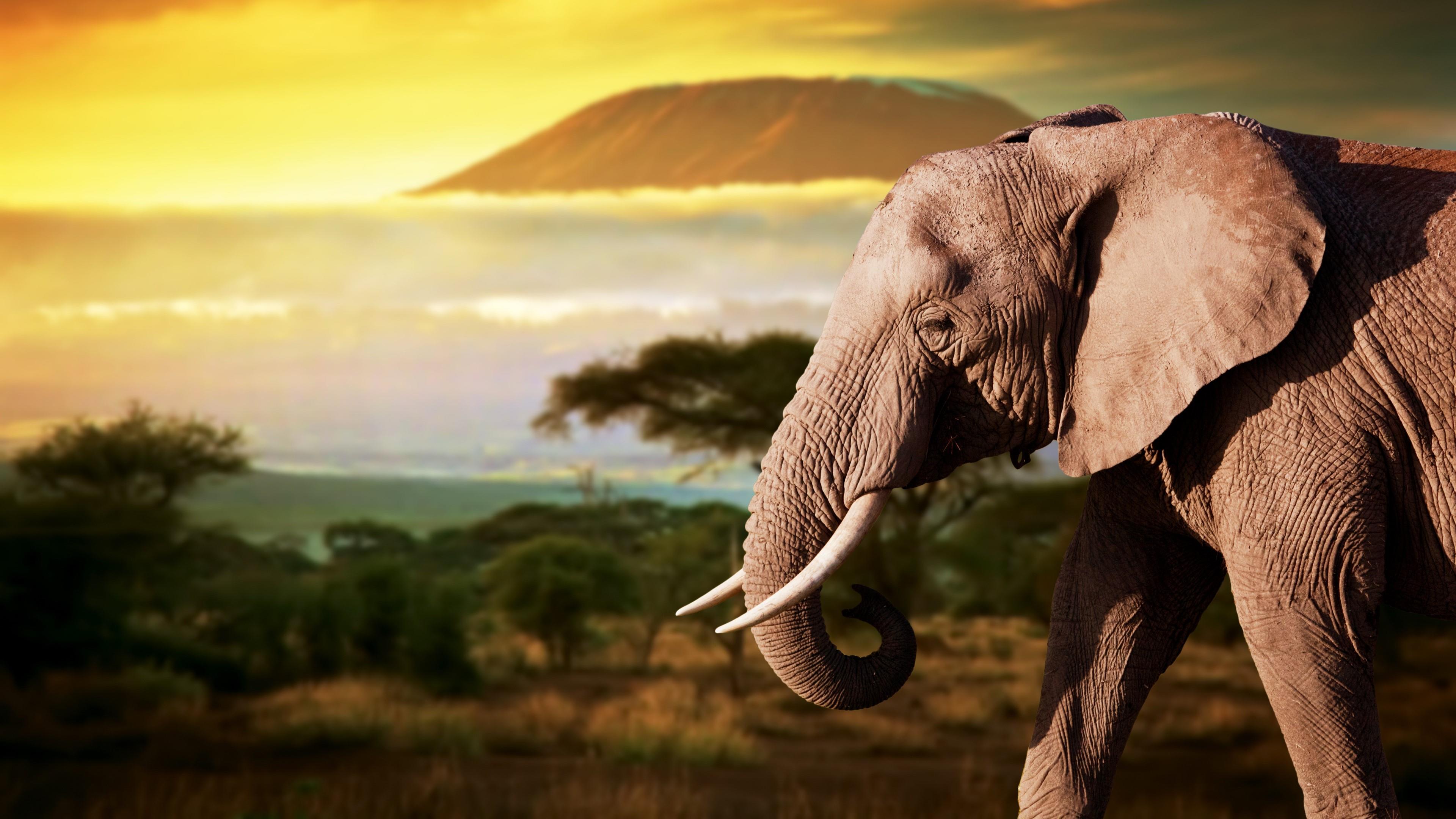 Elephant Wallpaper Crazy