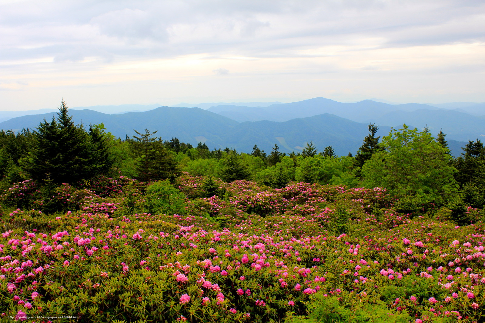 Wallpaper Landscape Mountain Rhododendrons North Carolina