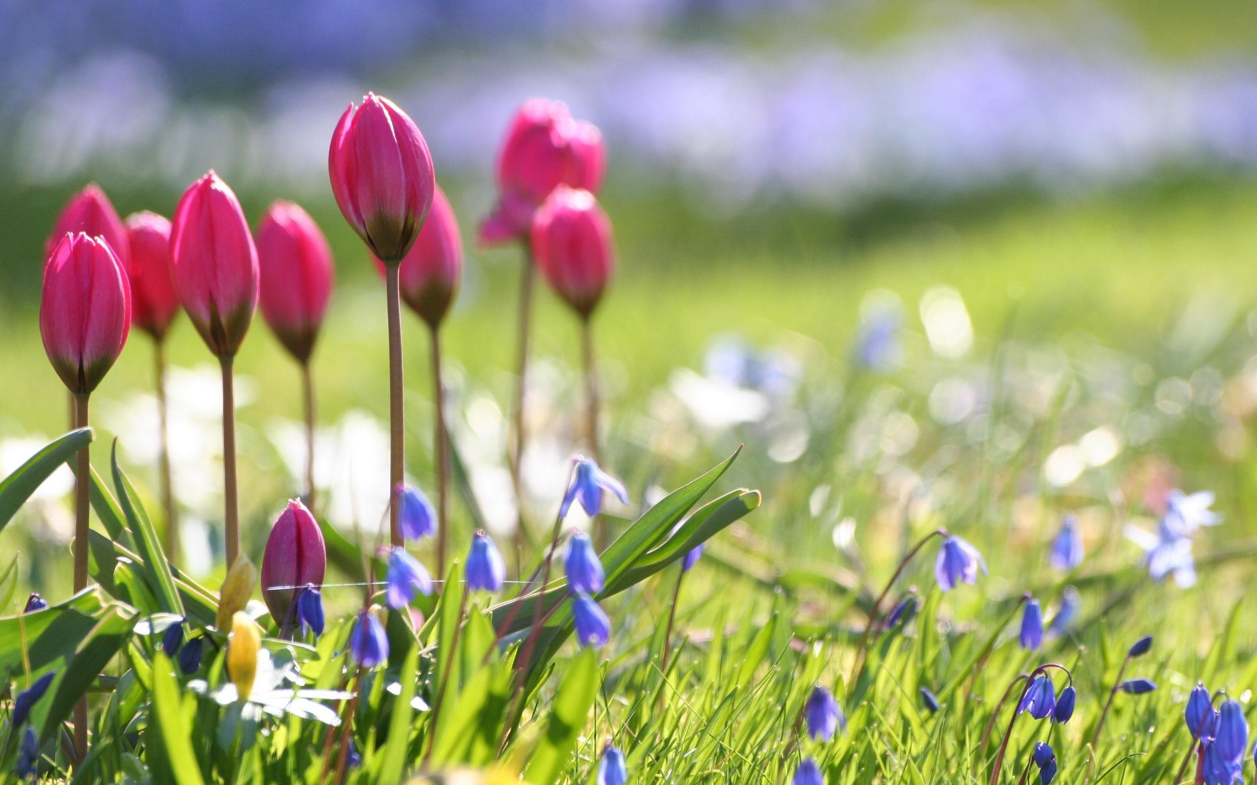 Spring Flowers Wallpaper HD Background Image