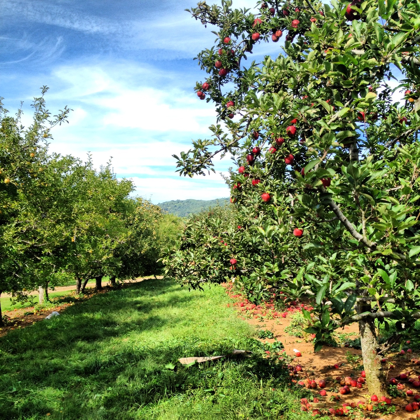 Displaying Image For Fall Orchard