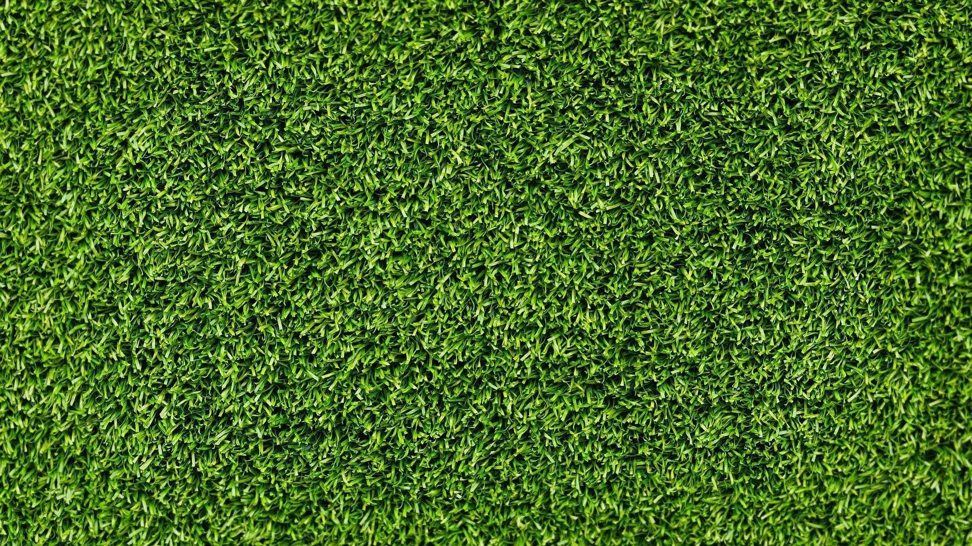 Grass HD Wallpaper Background Image Id