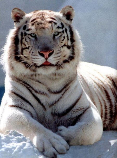 White Siberian Tiger Wallpaper