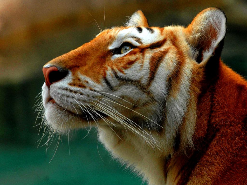Tiger Wallpaper HD Pictures Image Background