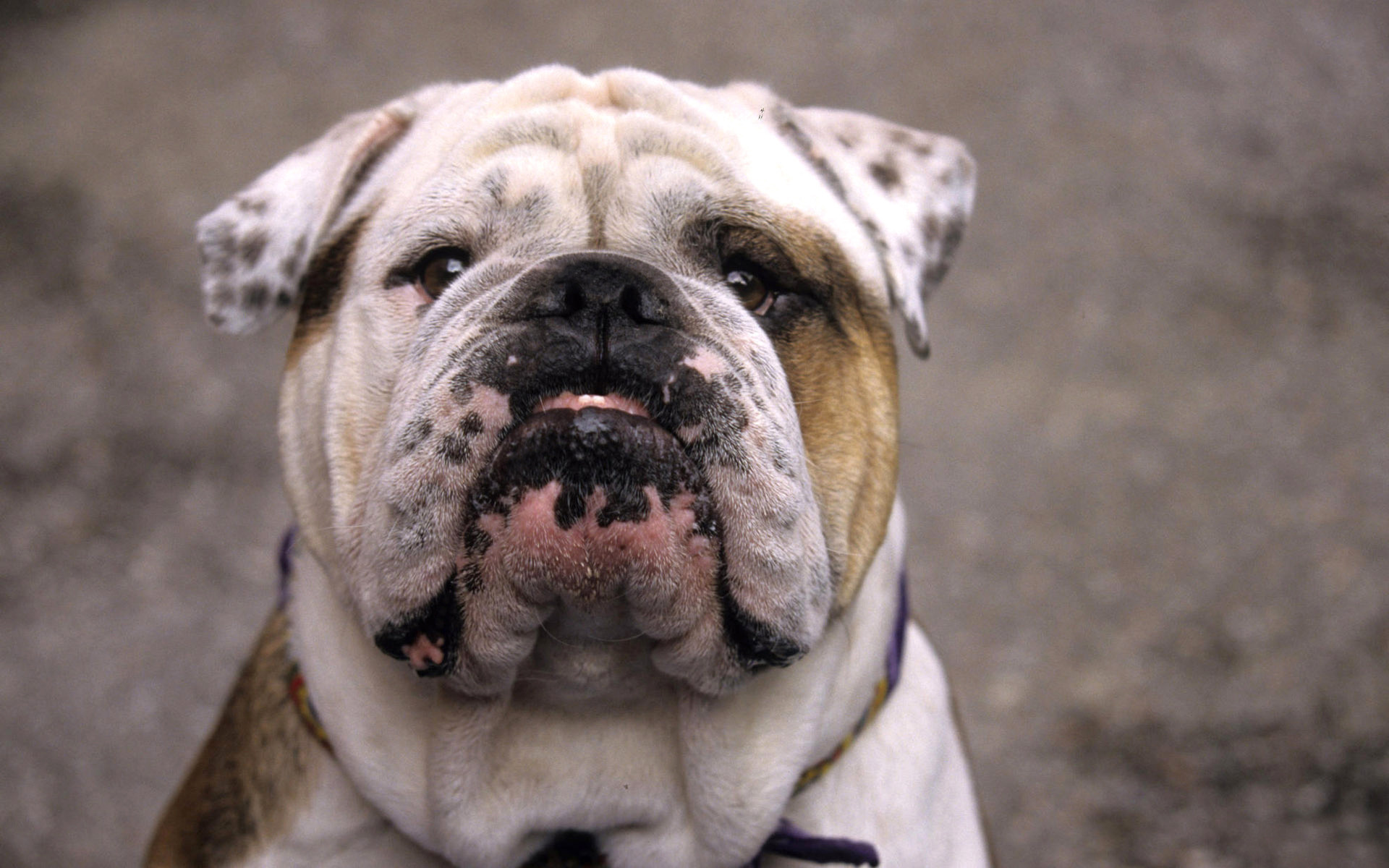 Lexica - British bulldog in armour, intricate