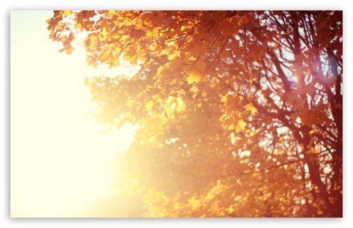 November Sun HD Wallpaper For Standard Fullscreen Uxga Xga