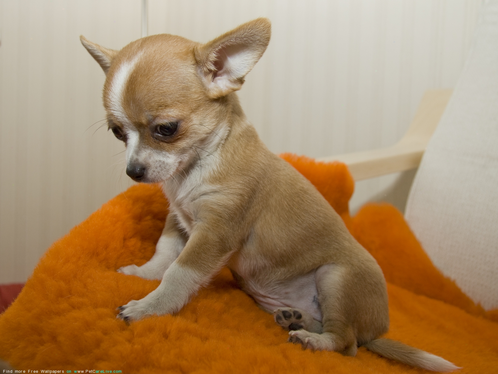 The Chihuahua Dog Desktop Wallpaper Pictures Online For Pc