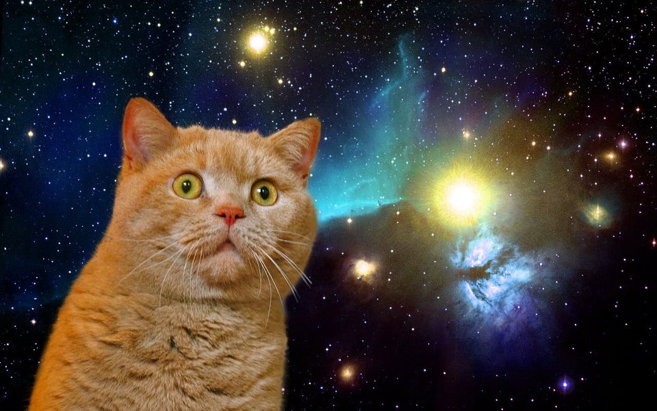 Cat Space iPhone Wallpaper An
