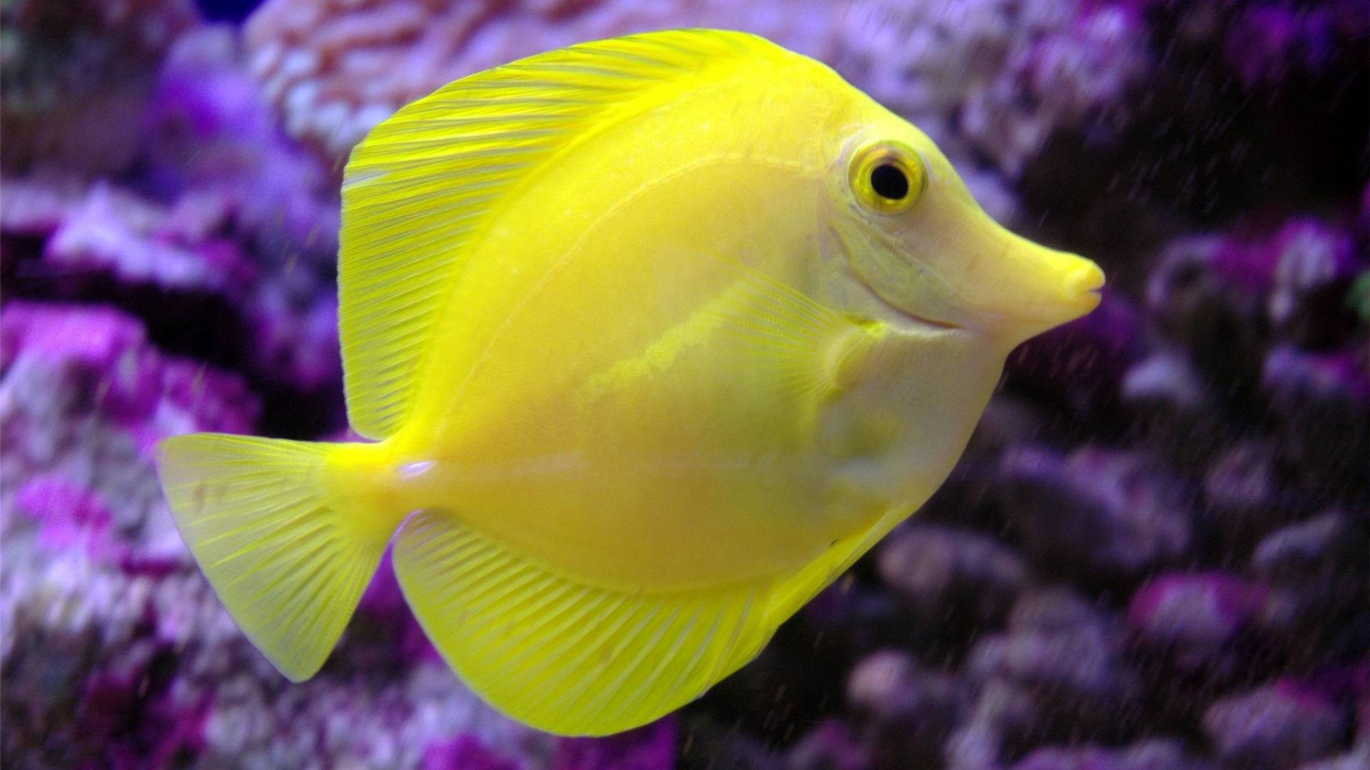 Yellow Man In Water Fish Wallpaper