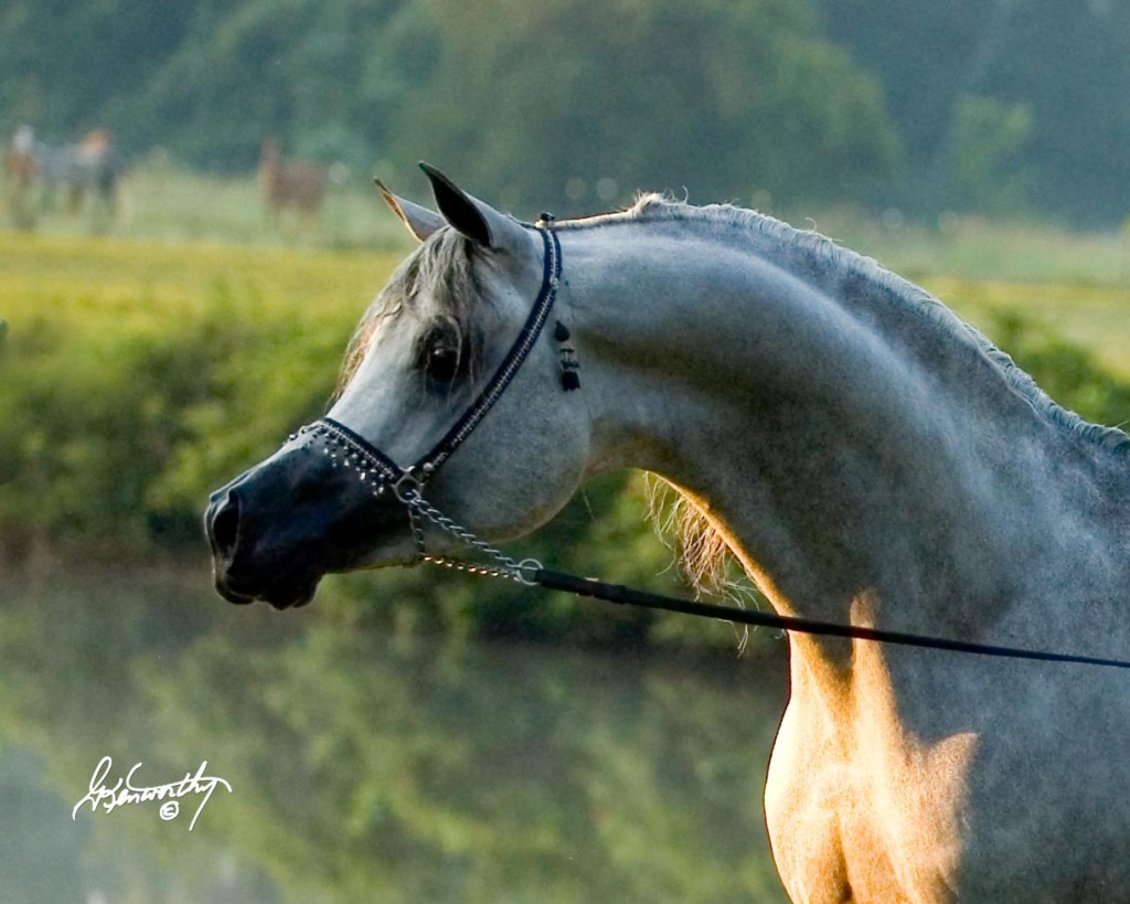 Pics Photos Horses Wallpaper Arabian Horse