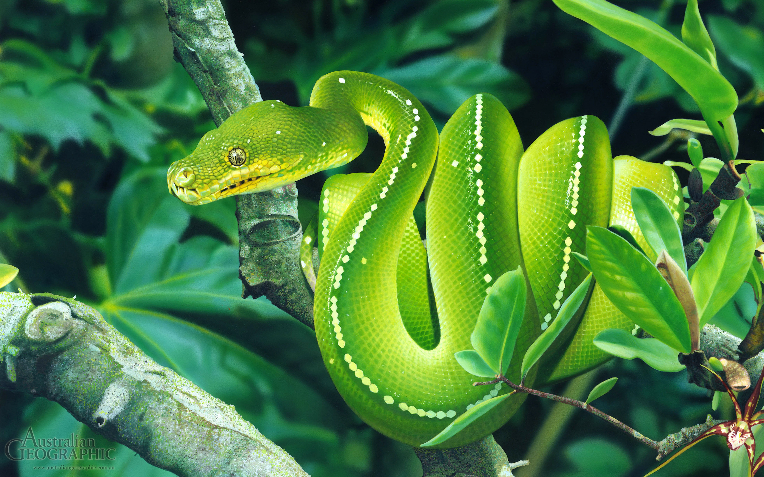 Green Tree Python Illustration Australian Geographic