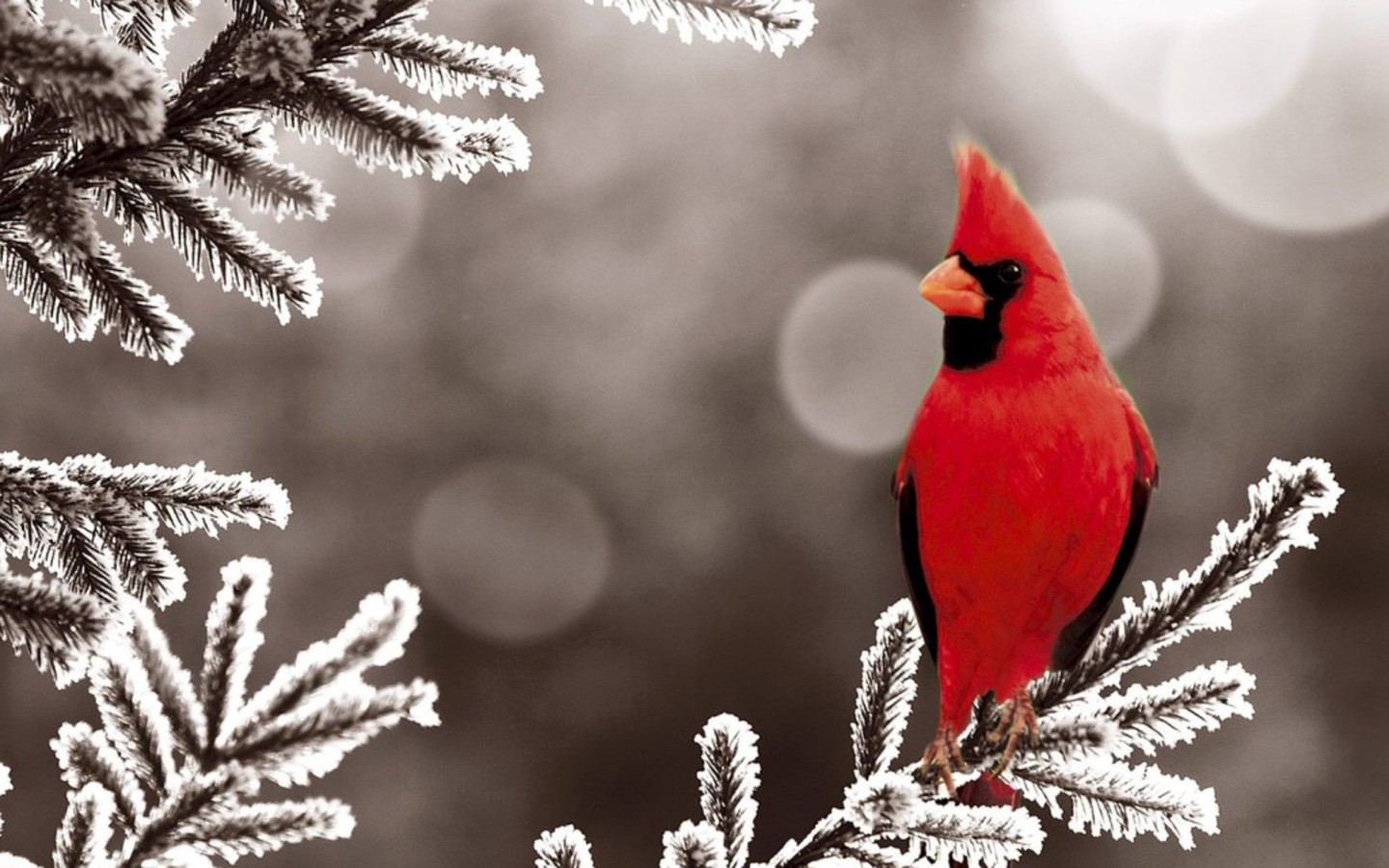 Cardinal Snow Wallpaper Photo And All