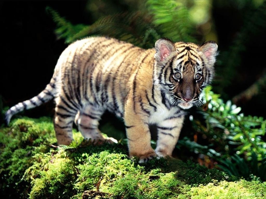 Cute Baby Tigers HD Wallpaper In Animals Imageci