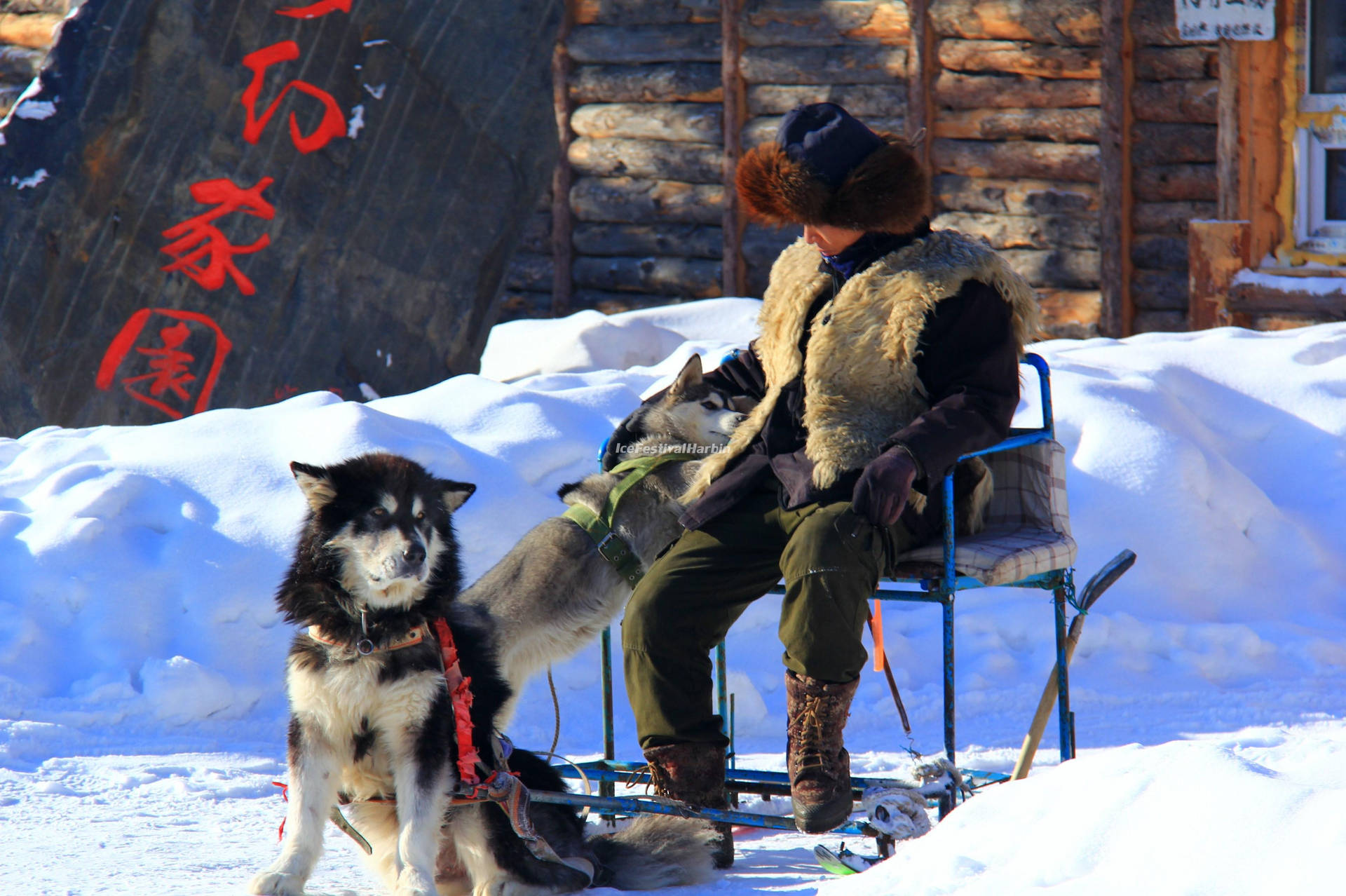Harbin Siberian Husky Oxnmrt9pnbyc82je Wallpaper