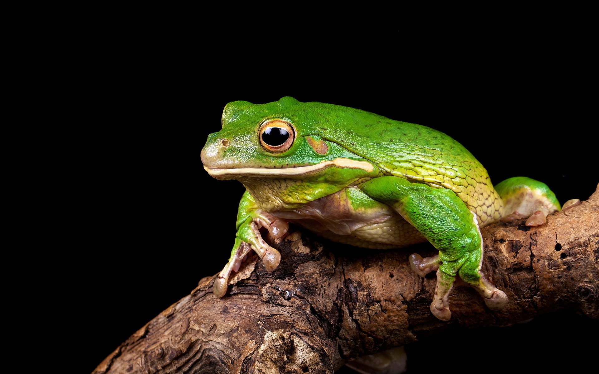 Frog Wallpaper For Walls