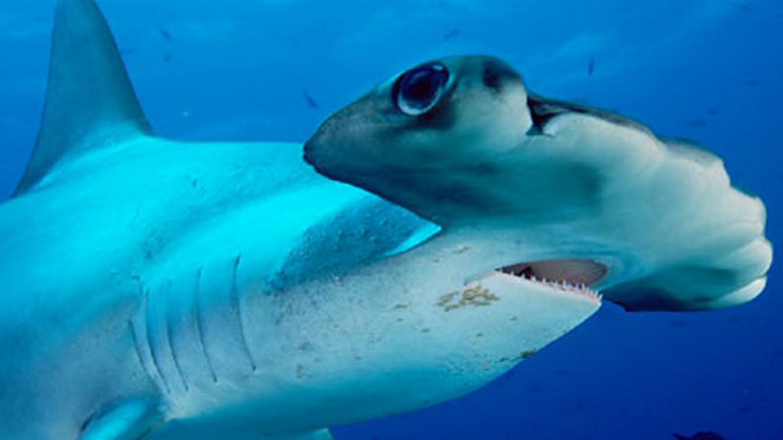 real scary shark pictures 24240 hd wallpapersjpg