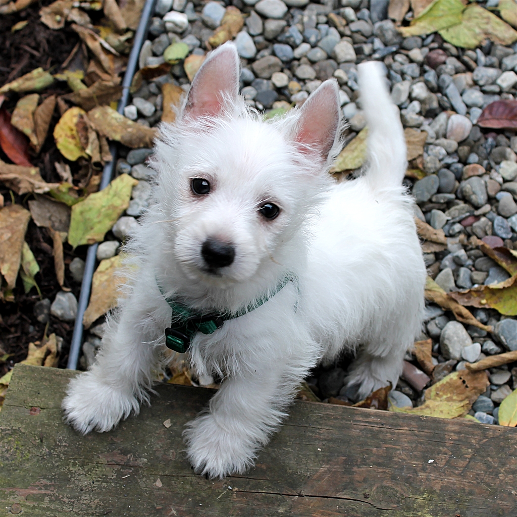 West Highland Terrier Puppies Photos Pictures Of Animals