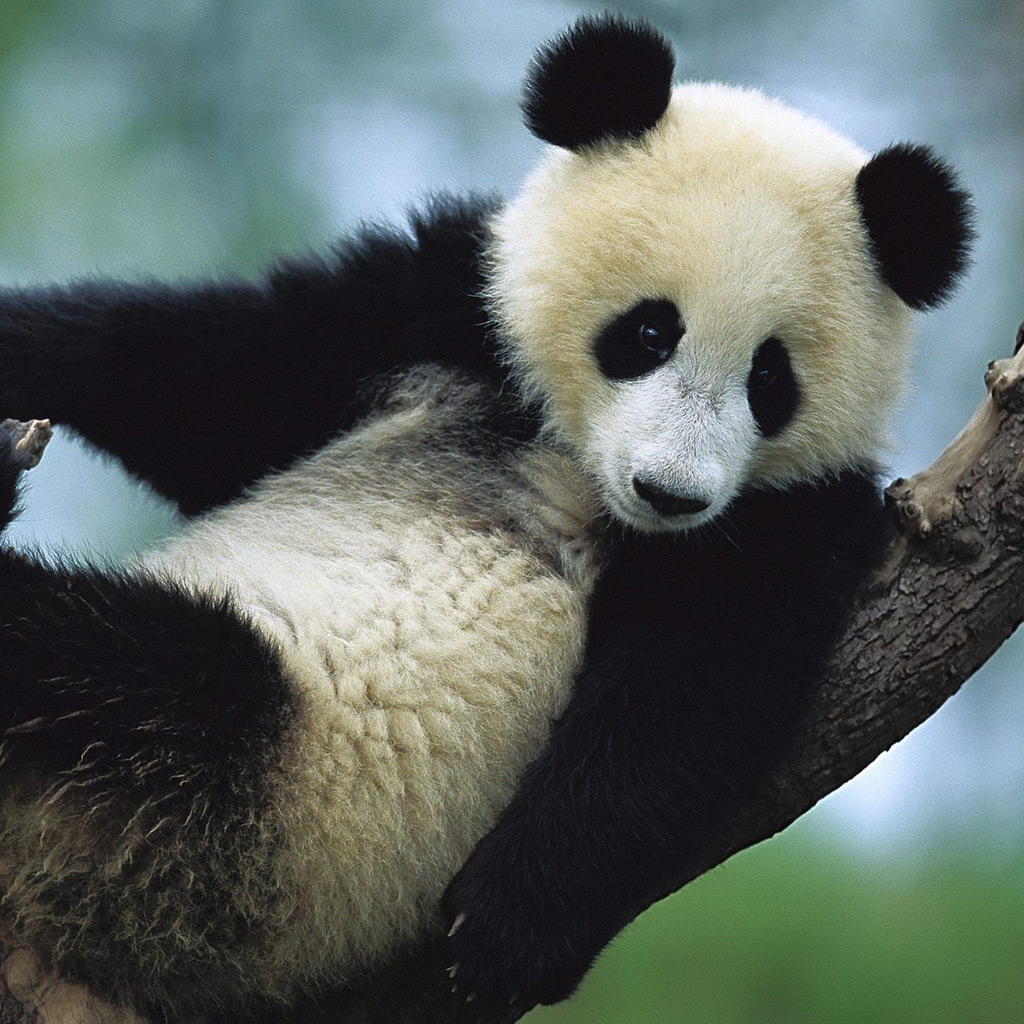 Giant Panda Cub iPad 2 Wallpaper Animals iPad 2 Wallpaper