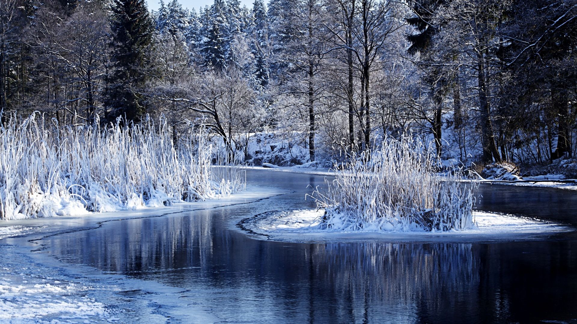 Wallpaper Winter Forest Water Snow Trees Nature