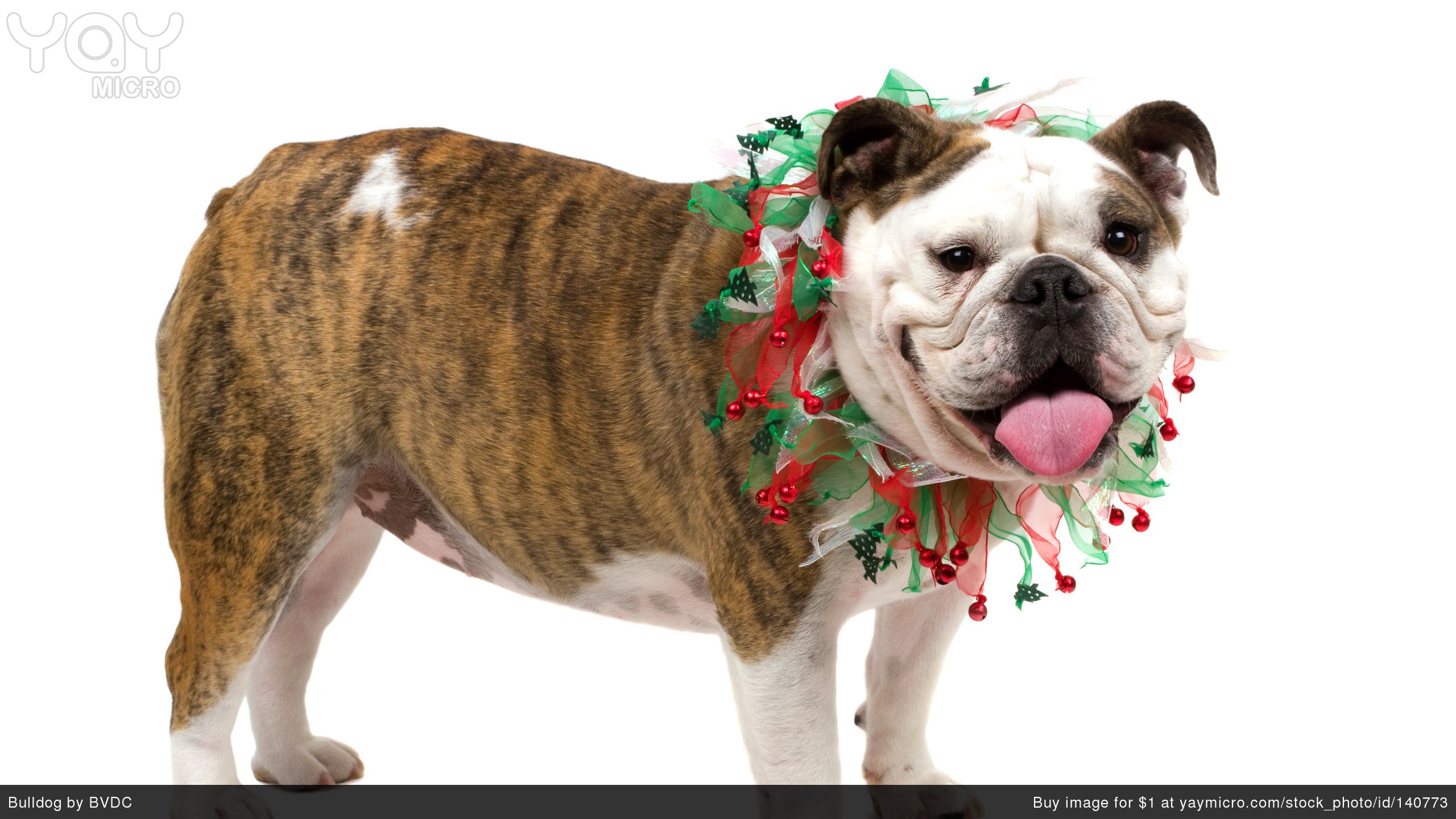 Back Gallery For english bulldog wallpapers