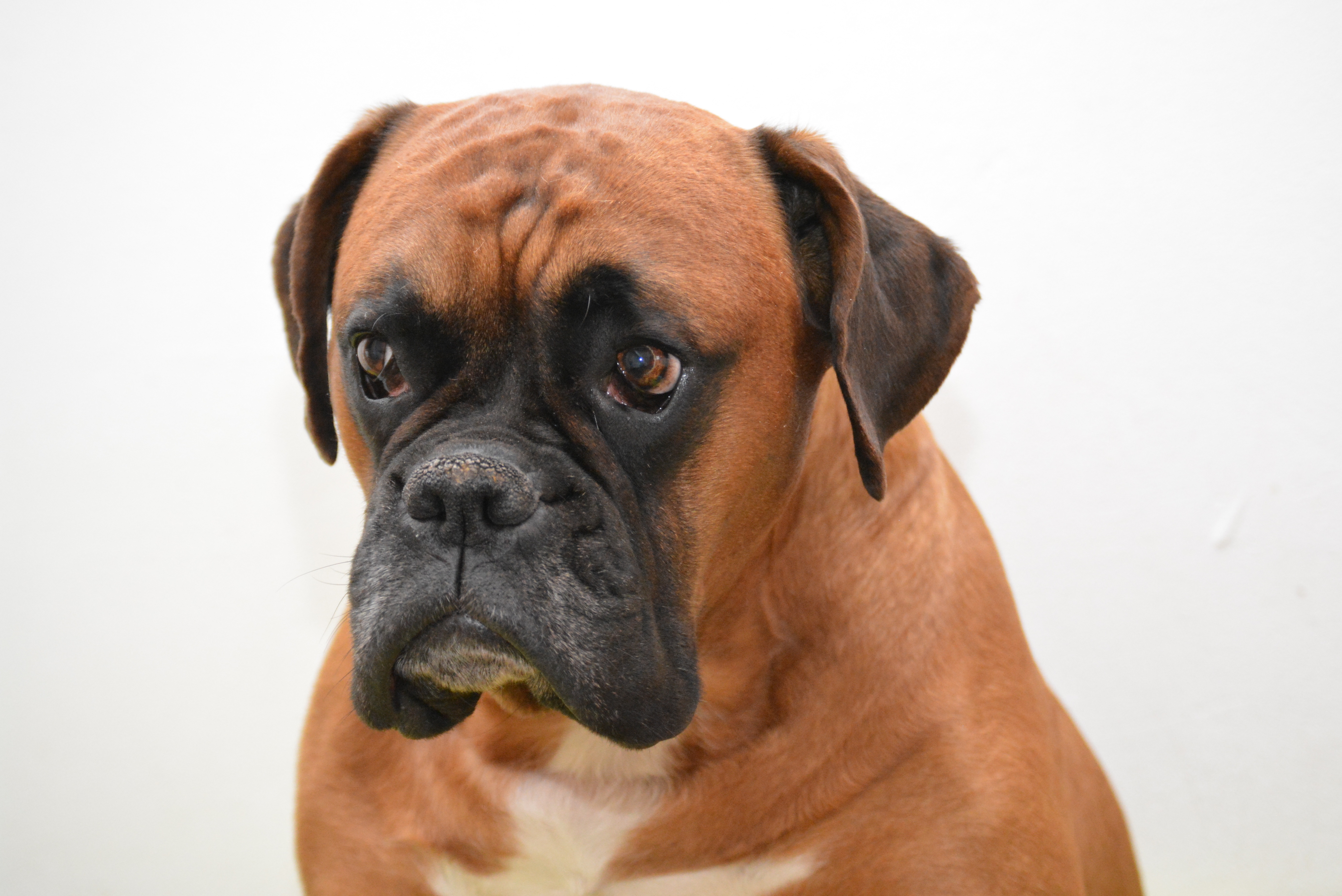Boxer Dog Portrait Puter Wallpaper Desktop