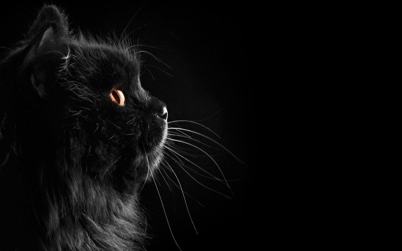 Beautiful black wallpaper with a black cat on a black background 1600x1000