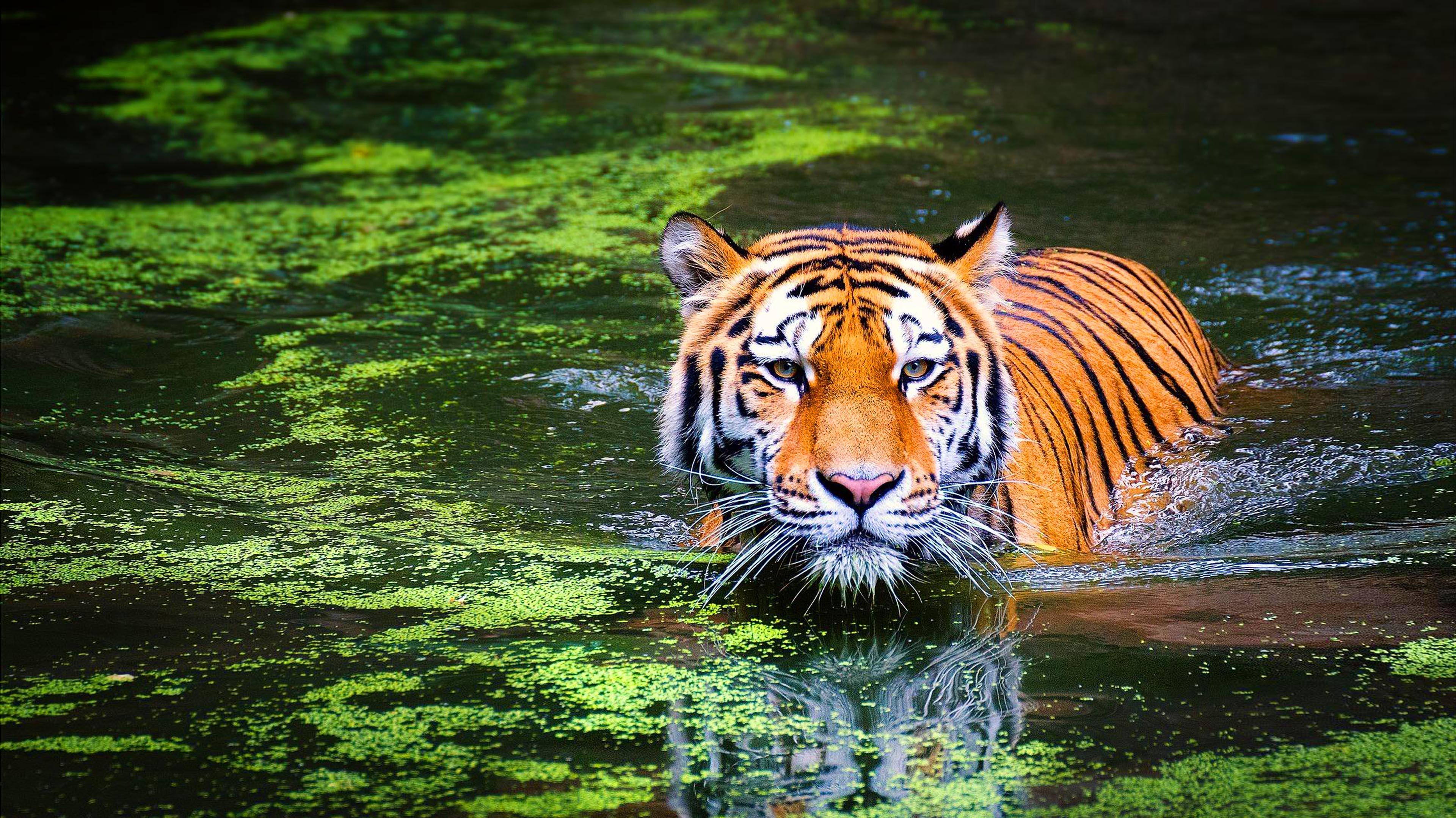 Animal Bengal Tiger Swimming 4k Ultra Hd Wallpaper For Desktop