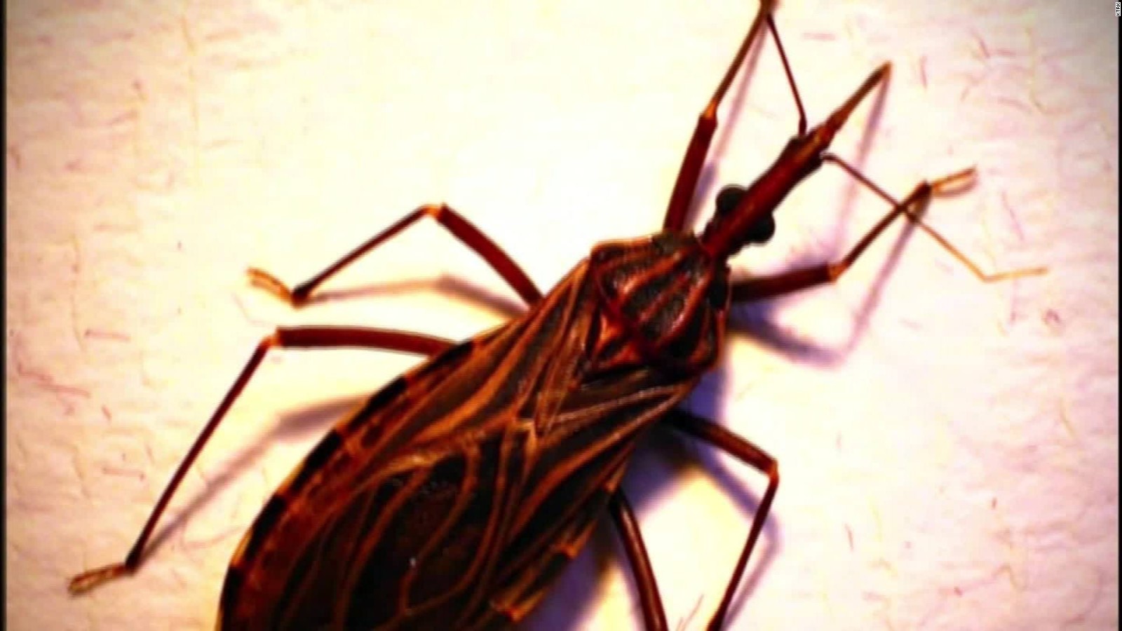 Kissing bug could be deadly   CNN Video