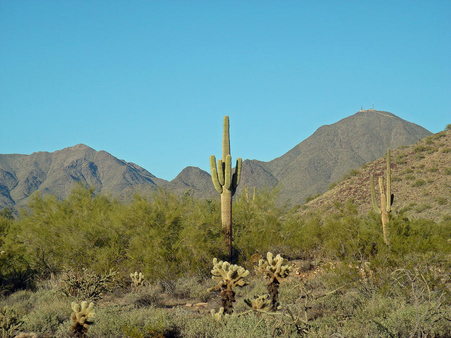 Desert Cactus Wallpaper Mountains