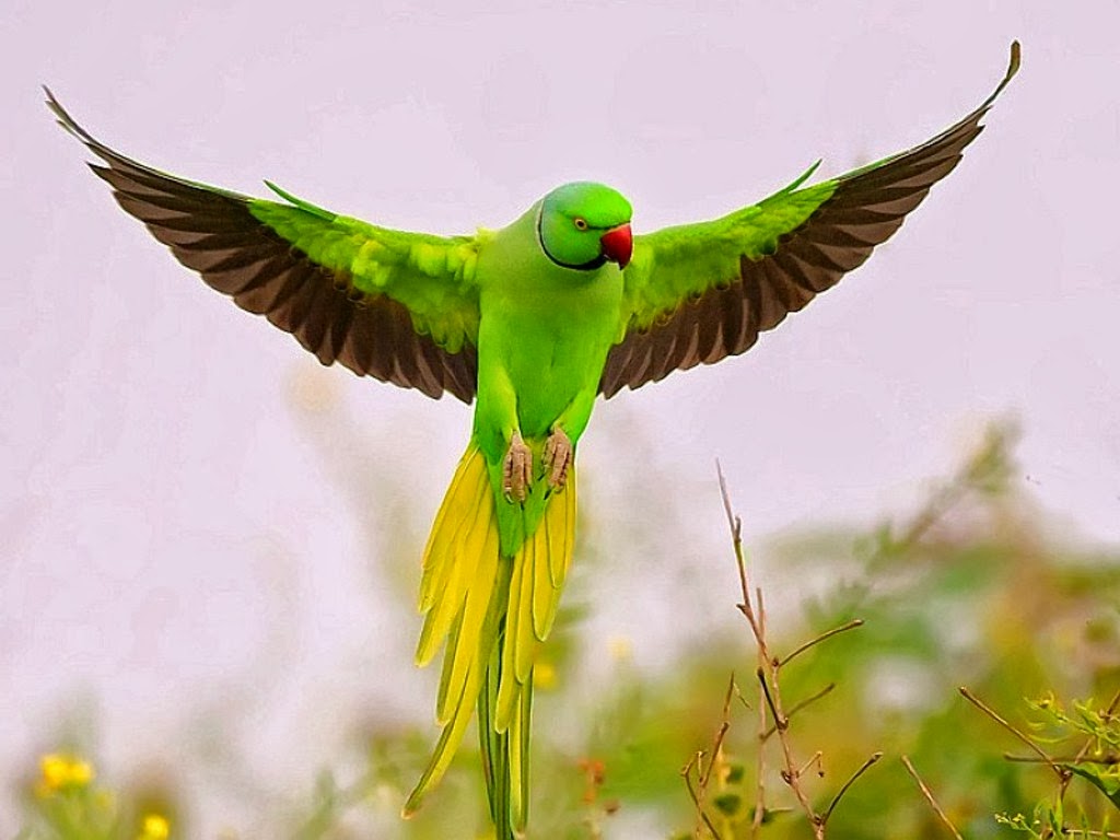 Free download labels birds bird wallpapers cute parrot parrot ...