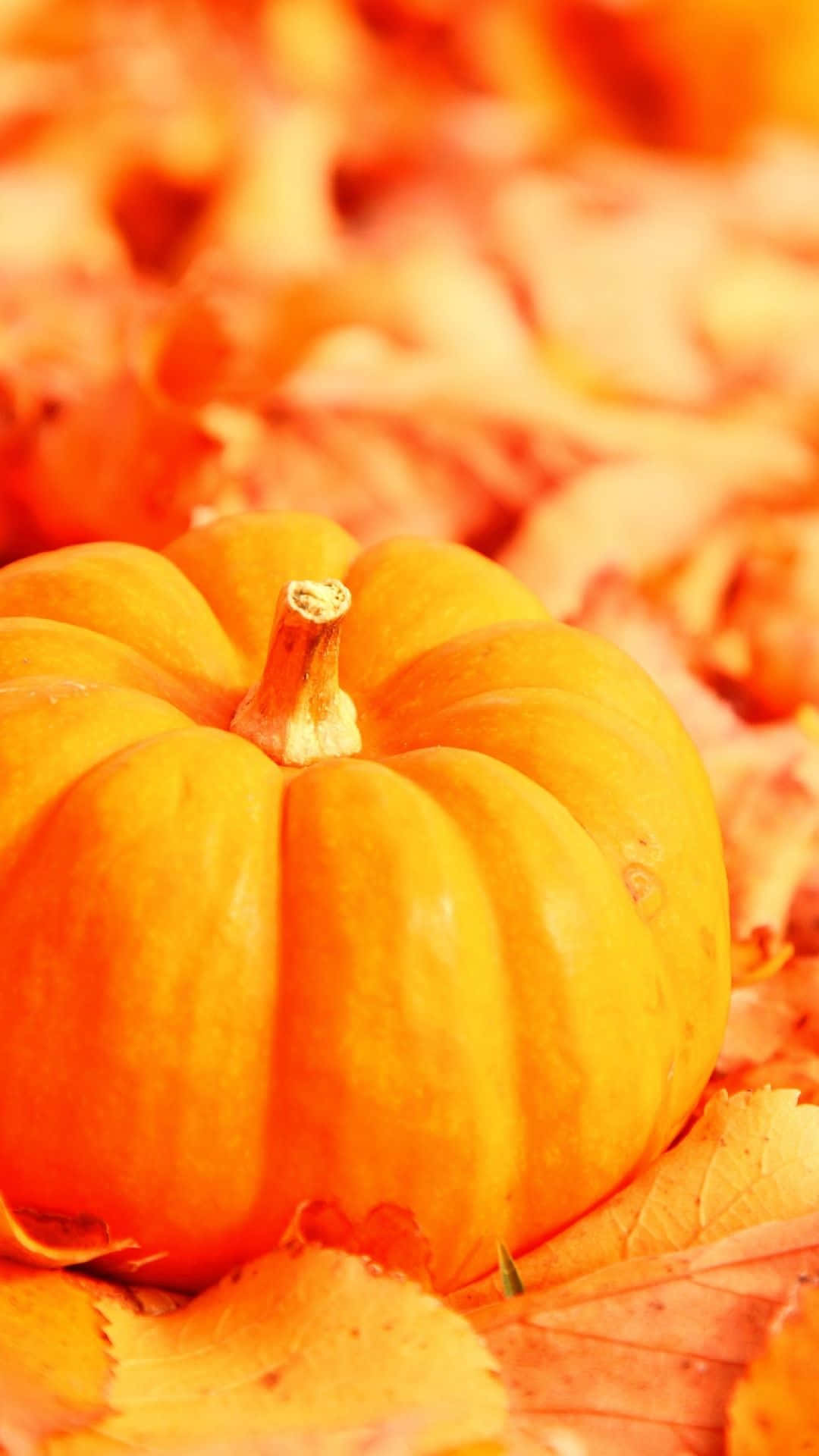 Get Into The Spirit Of Fall Wallpaper
