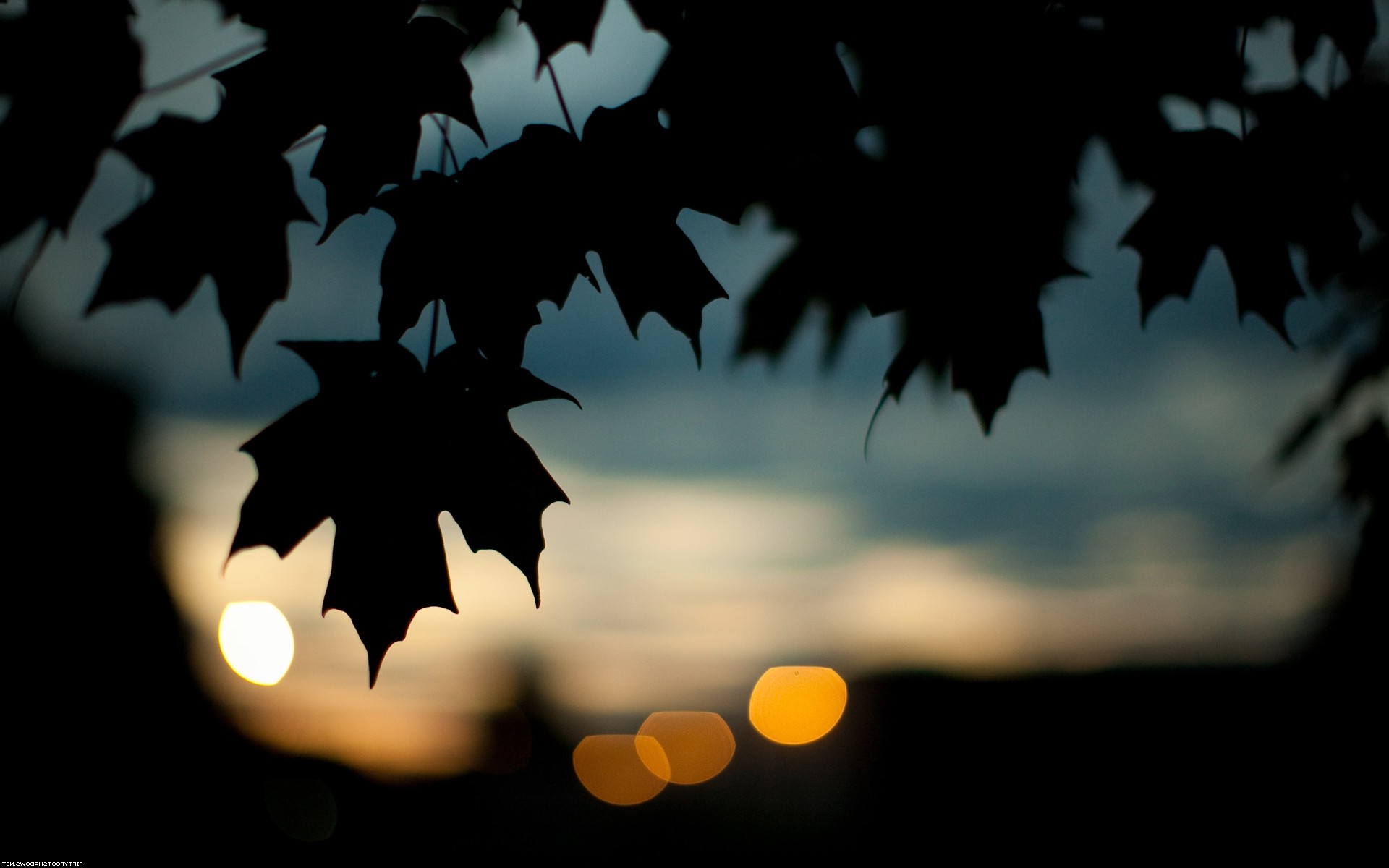 photography Leaves Bokeh Silhouette Nature Wallpapers HD