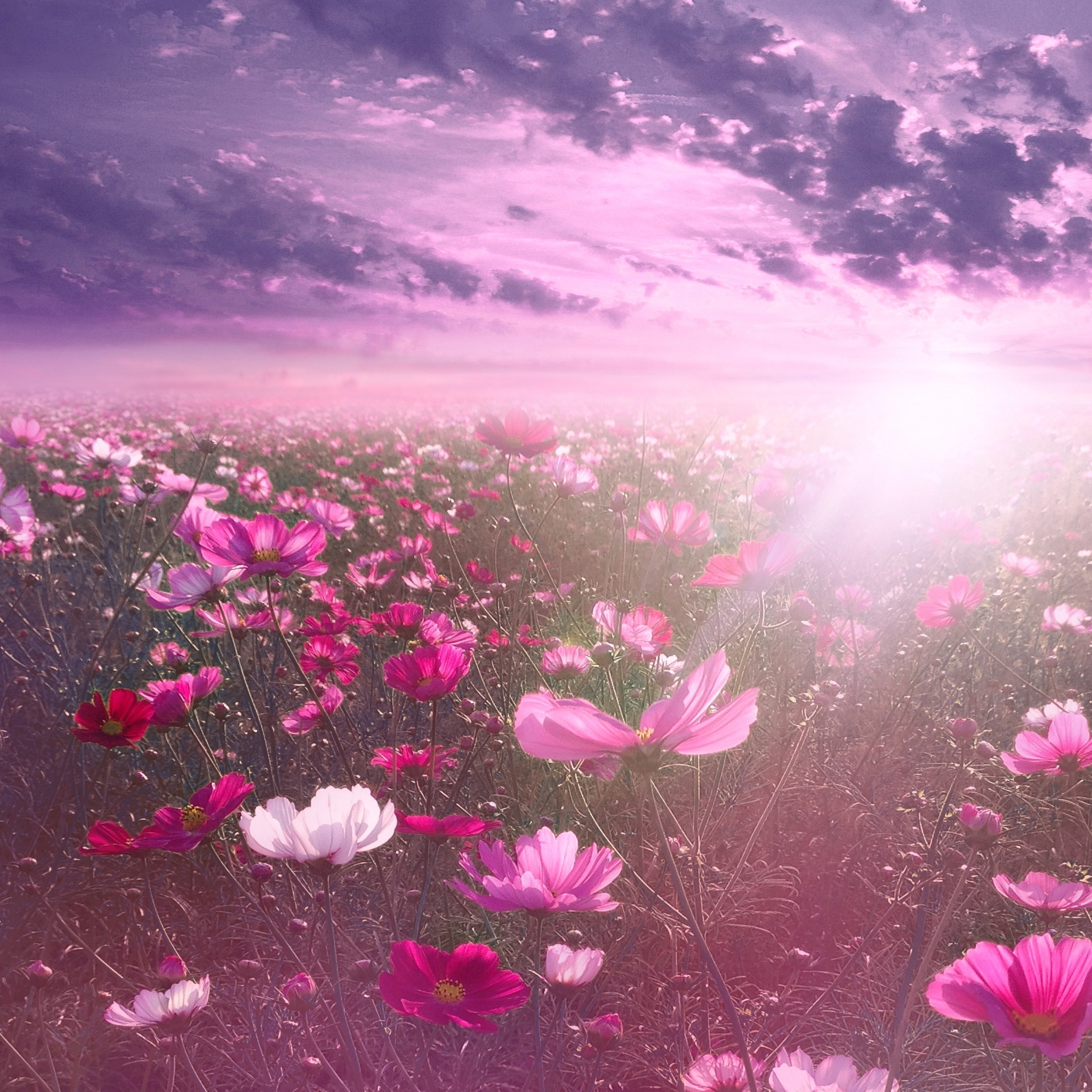 Aesthetic Flowers Pink Wallpaper