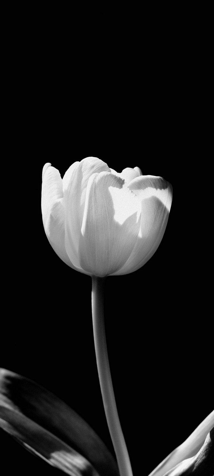 Black And White Flower Wallpaper