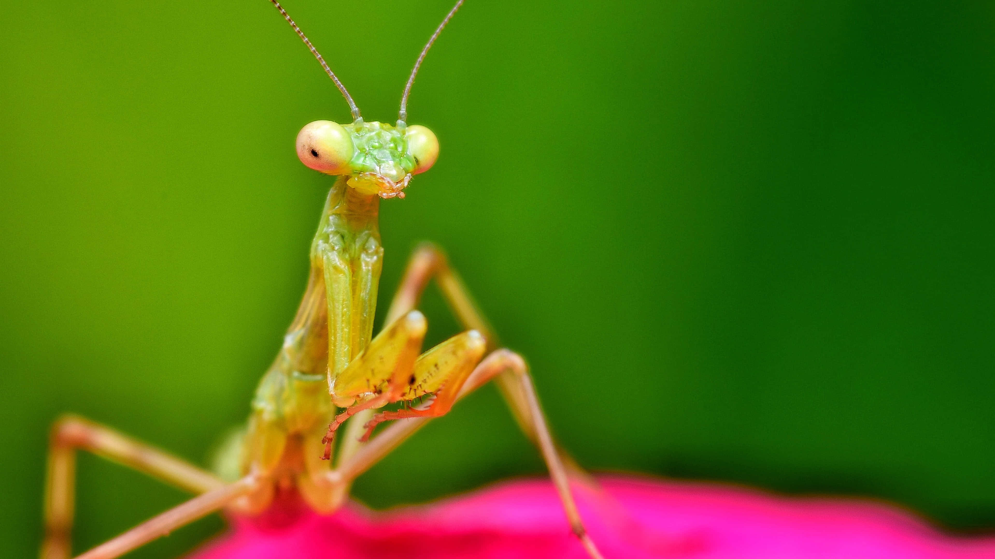 4k Insect Wallpaper