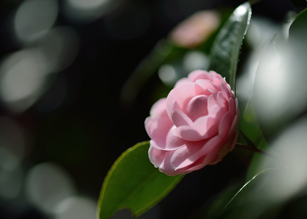Desktop Wallpaper Pink Color Flower Camellia