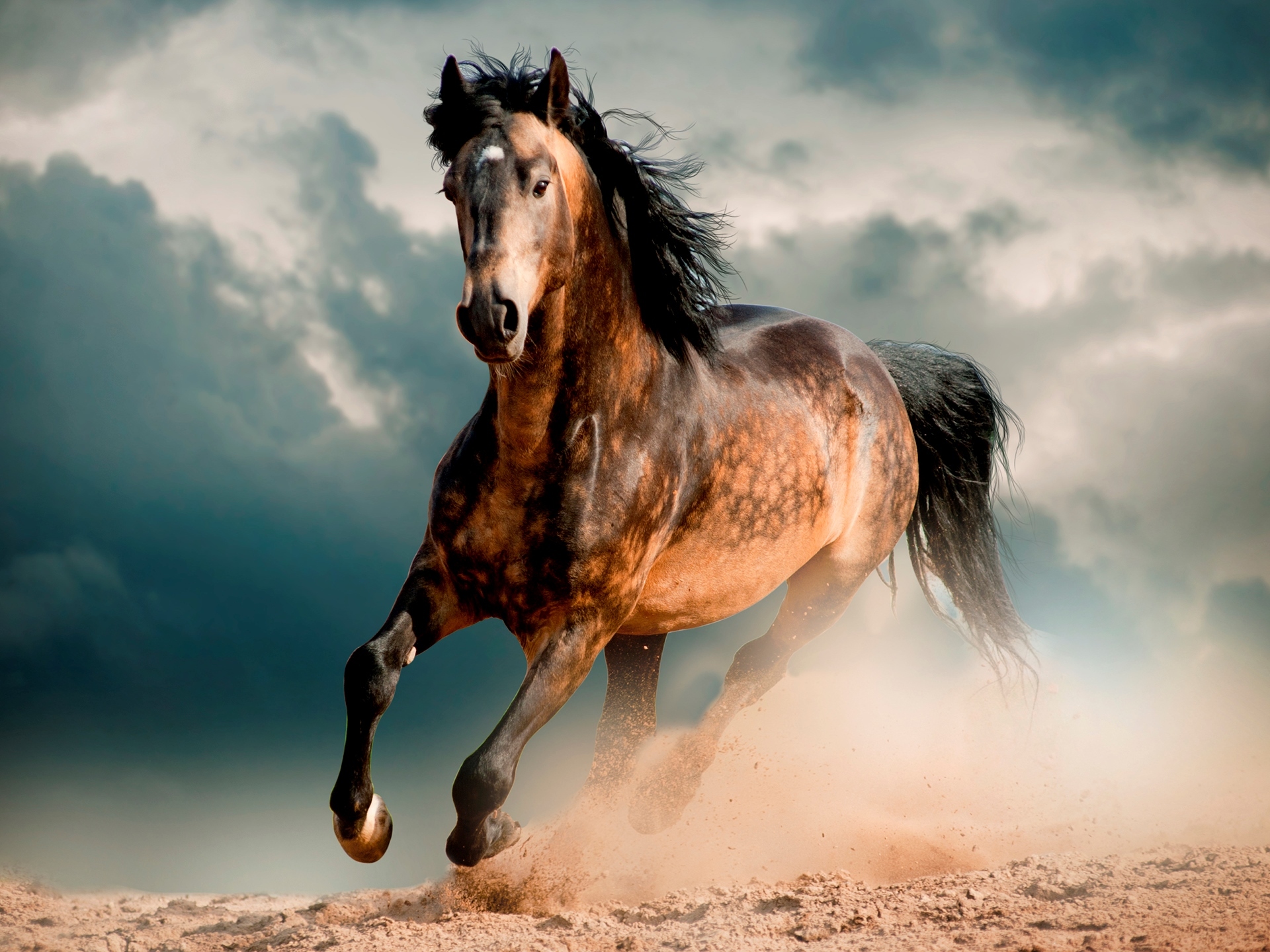 Horse Wild Dom Animal Dust Wind Picture Sky Clouds Photo