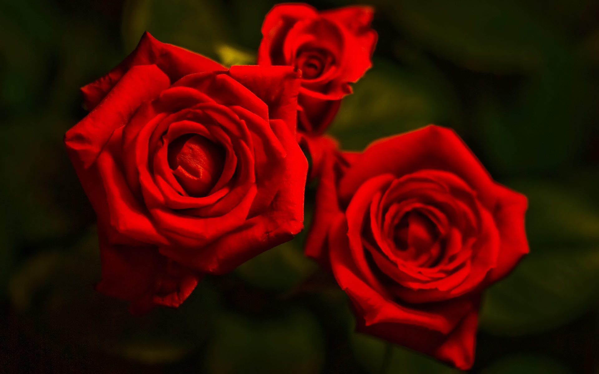 Three Red Rose Flowers HD Wallpaper