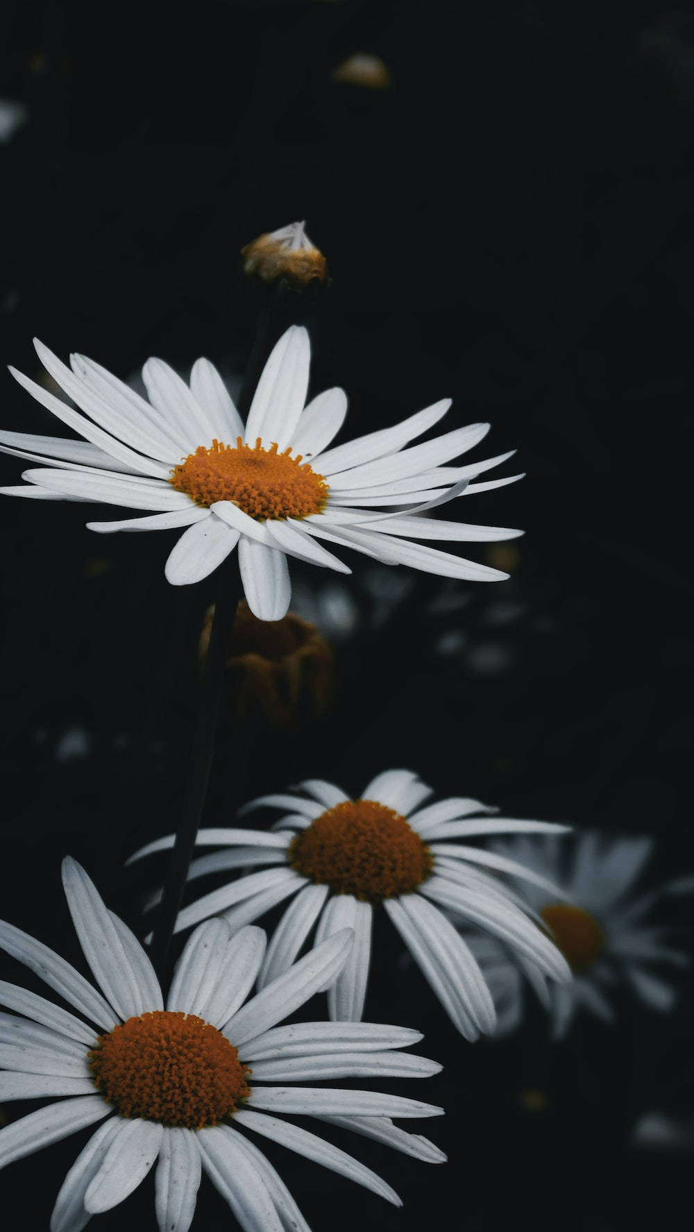 Dark Floral Wallpaper