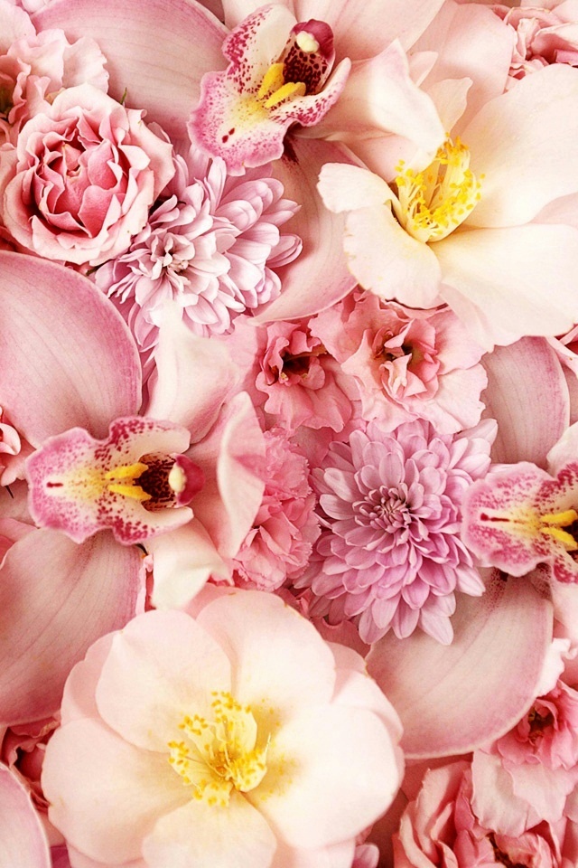 Rosa Blumen iPhone Wallpaper Pink Roses And Orchids HD